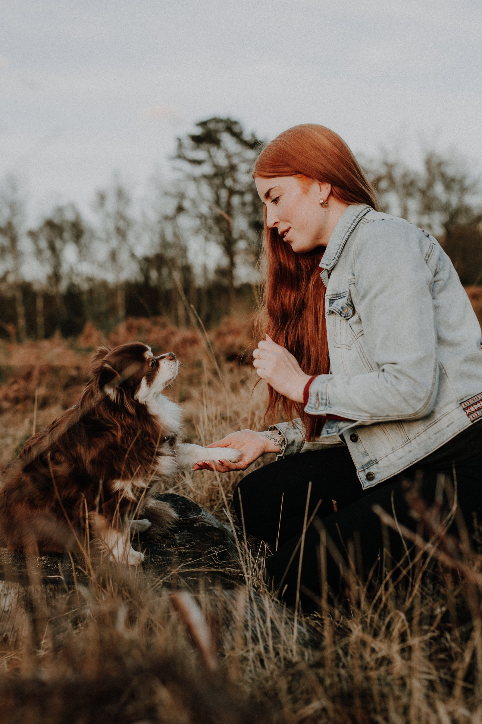 Hundeshootings Solingen