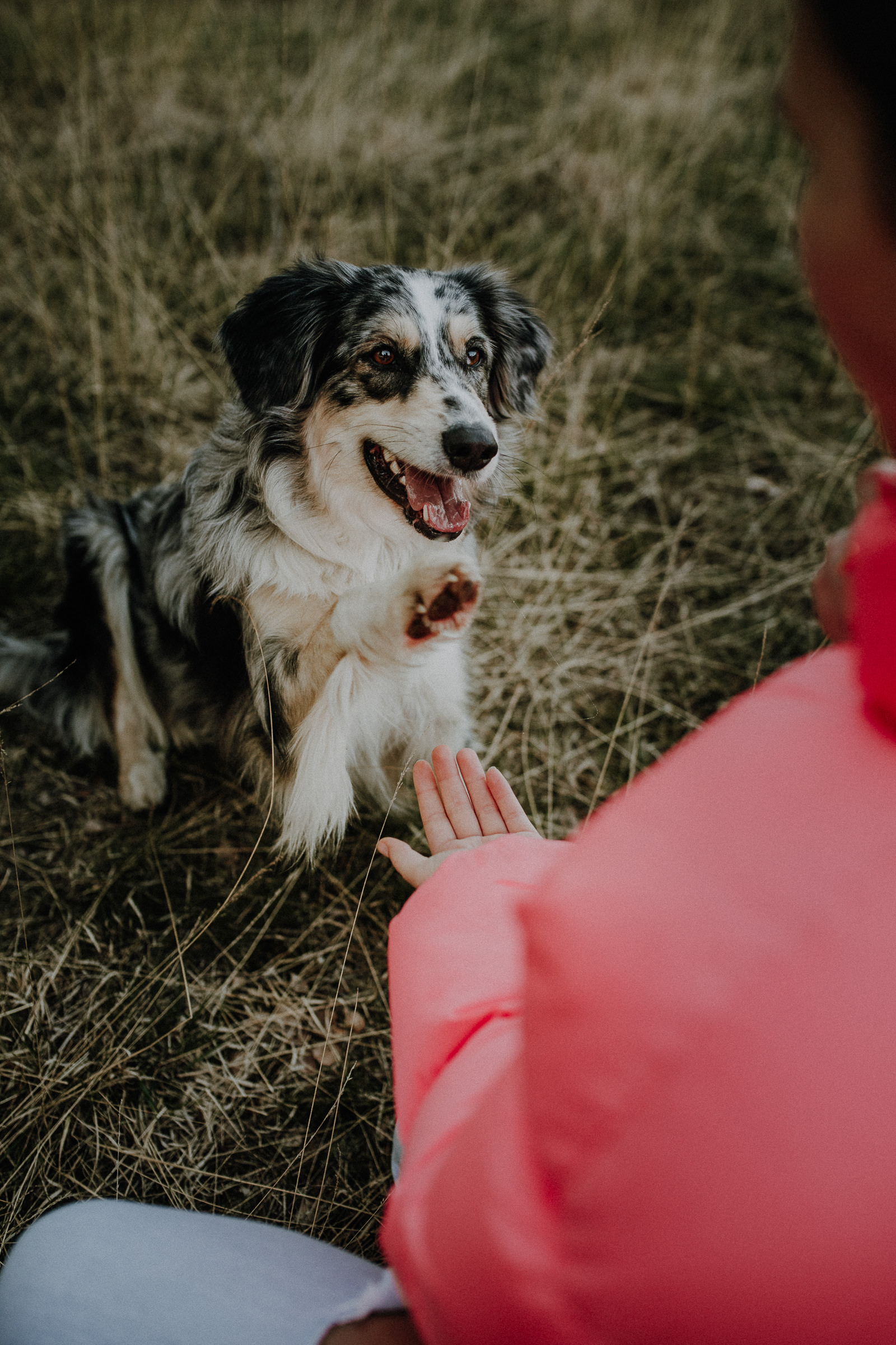 Hundeshootings Solingen