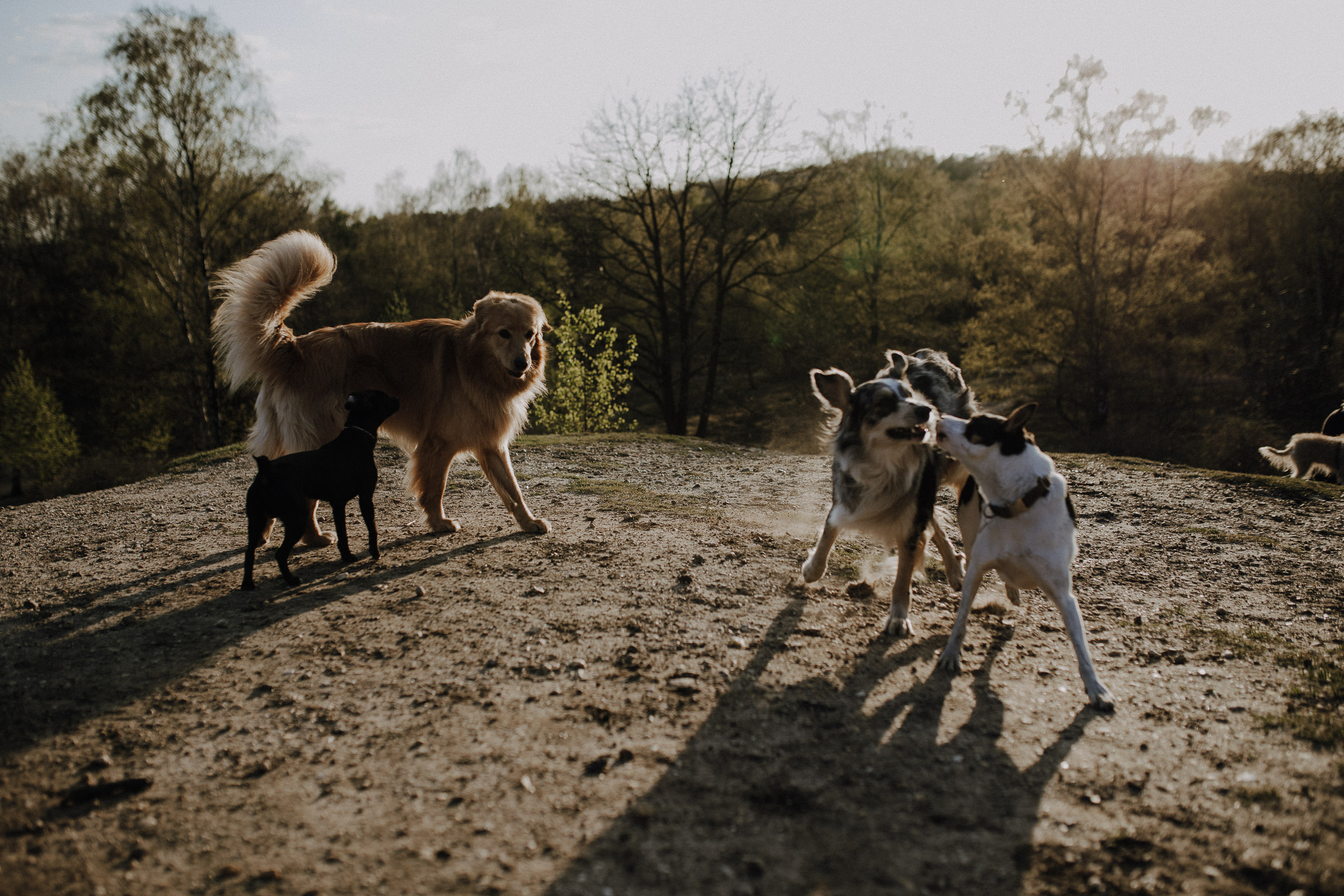 Hundeshootings Solingen