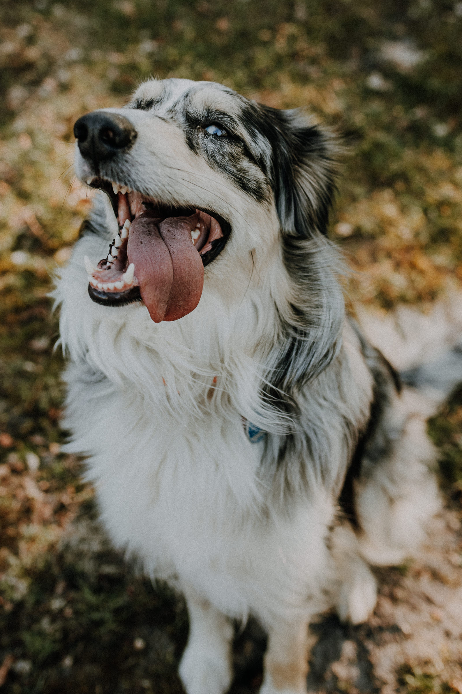 Hundeshootings Solingen