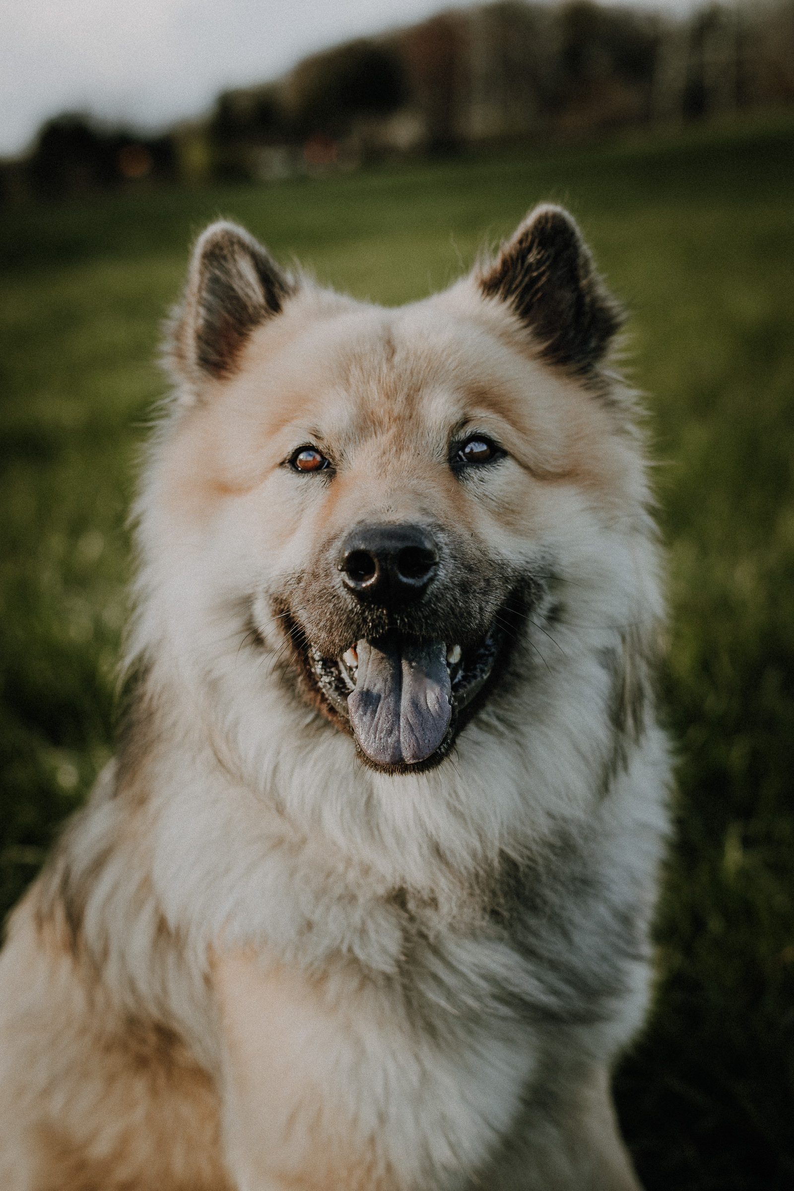 Hundeshootings Solingen